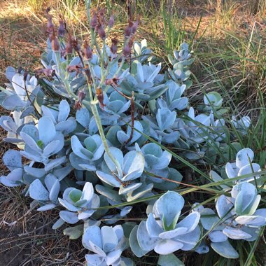 Cotyledon Orbiculata 'Silver Peak'