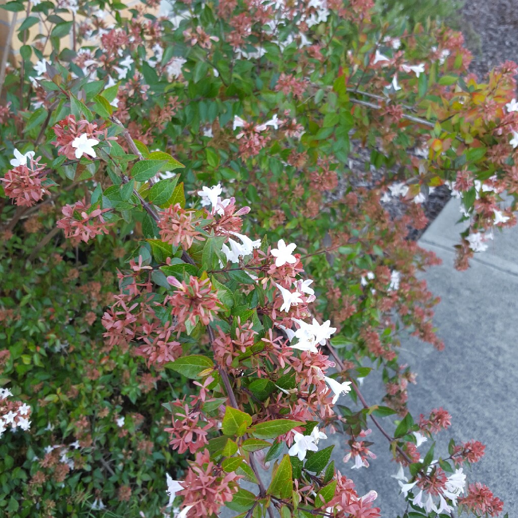 Linnaea  syn. Abelia