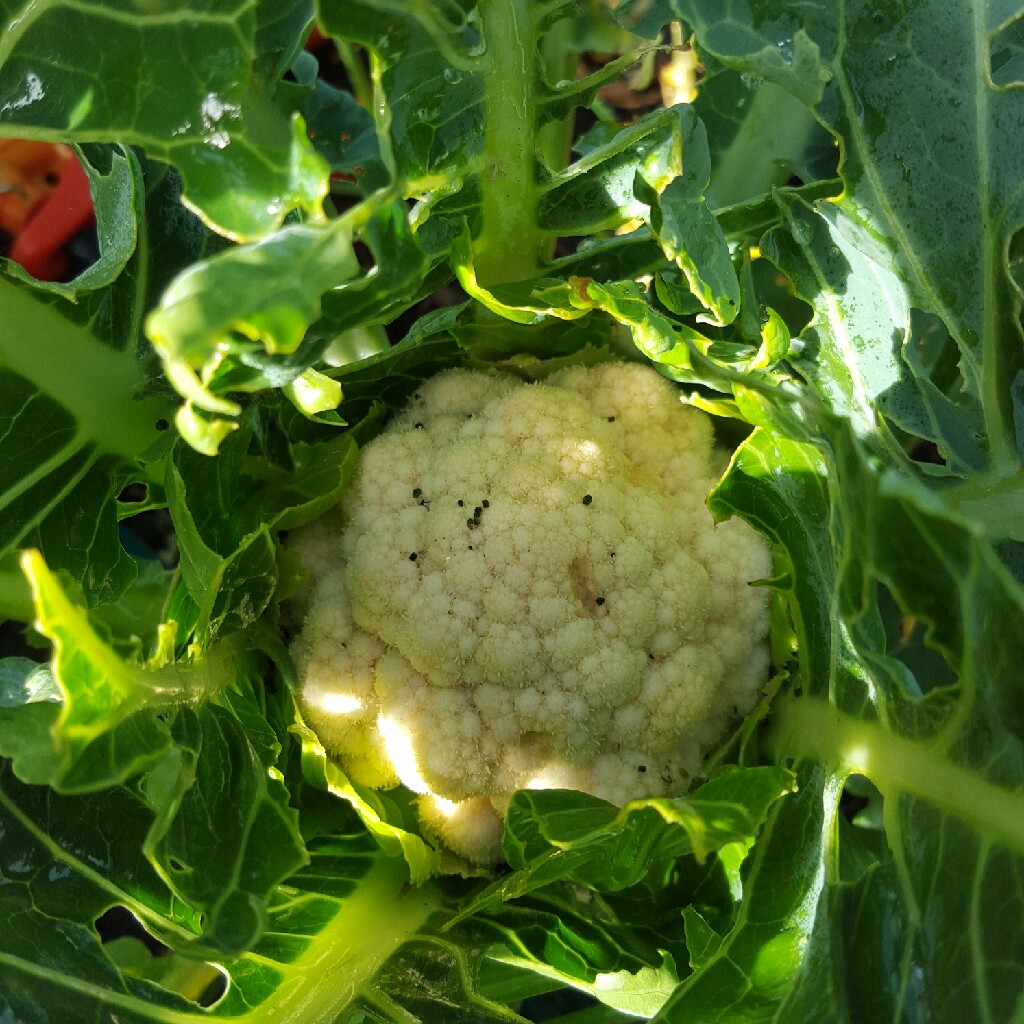 Brassica oleracea (Botrytis Group) 'All The Year Round'