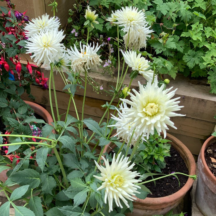 Plant image Dahlia 'White Star'