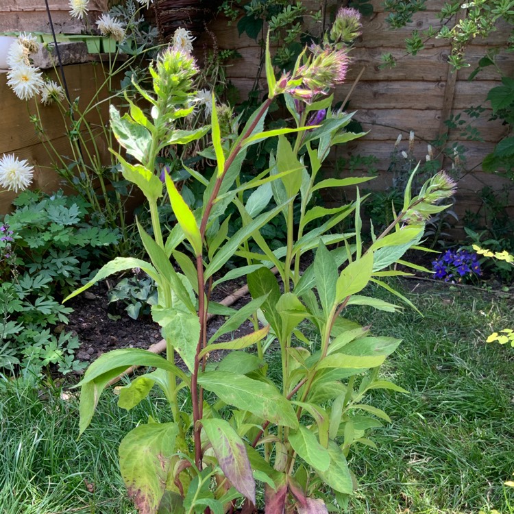 Plant image Lobelia x gerardii 'Vedrariensis'