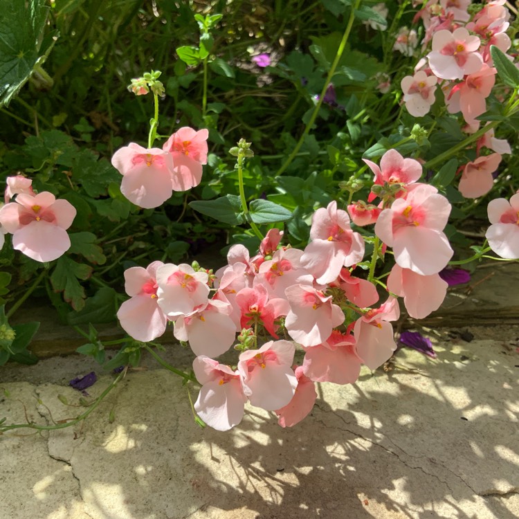 Plant image Diascia Barberae 'Apricot Queen'