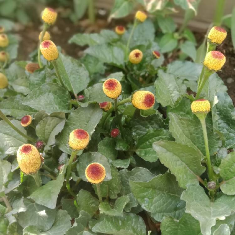 Plant image Acmella oleracea syn. Spilanthes oleracea  ; Spilanthes acmella