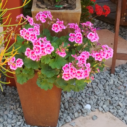 Plant image Malva Sylvestris 'Magic Hollyhock'