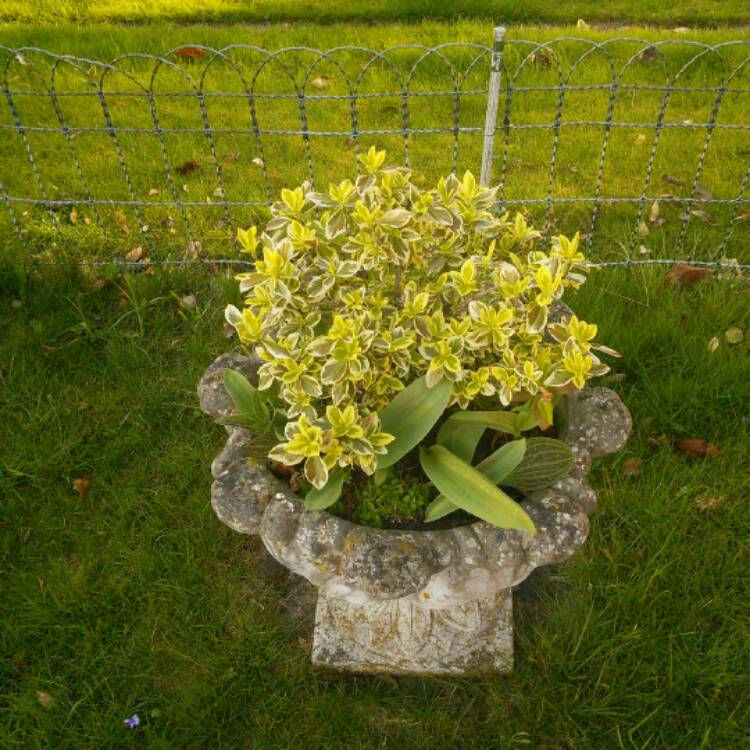 Plant image Ligustrum Lucidum 'Excelsum Superbum'