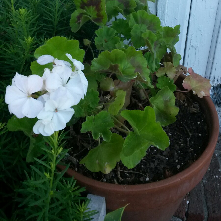 Plant image Geranium clarkei 'Kashmir White'