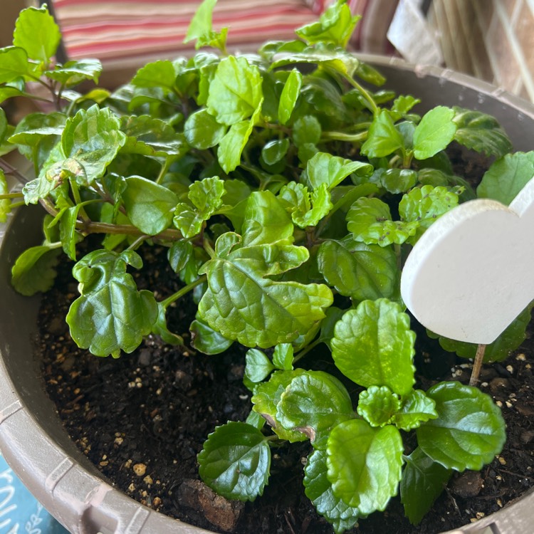 Plant image Plectranthus verticillatus