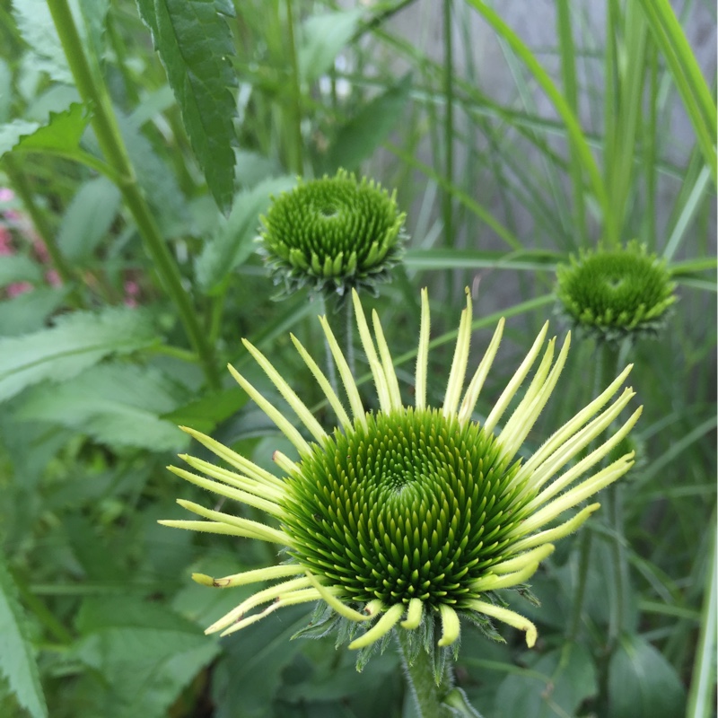 Echinacea purpurea 'White Swan'