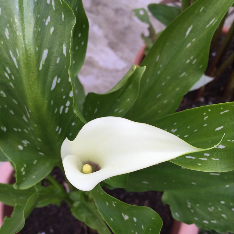 Zantedeschia rehmannii