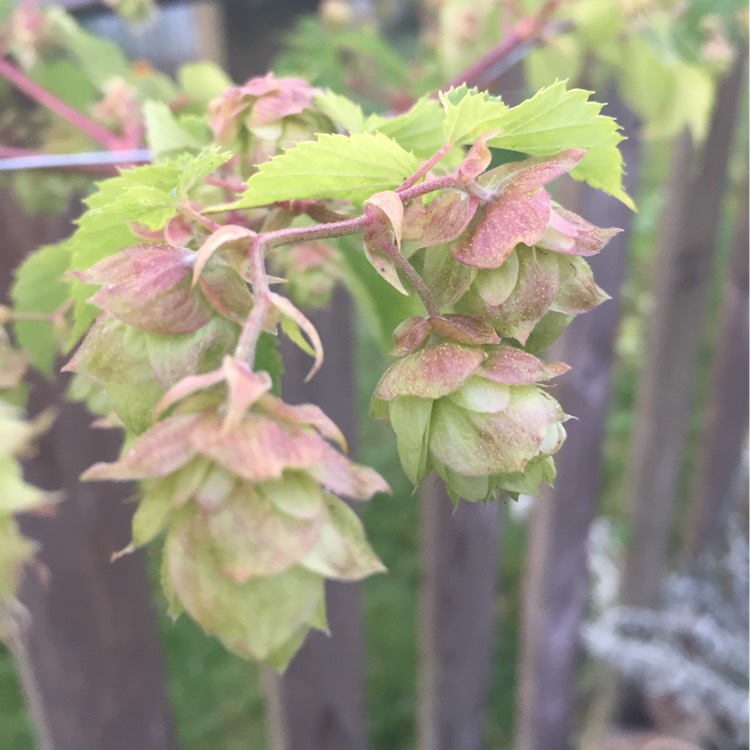 Plant image Humulus lupulus