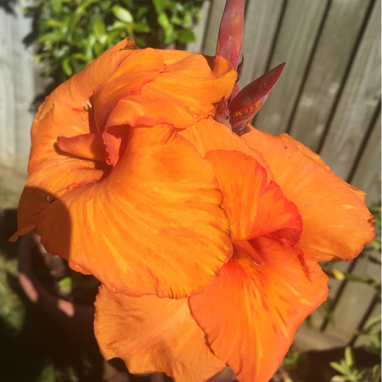 Plant image Canna indica syn. Canna discolor, Canna indica 'Edulis', Canna lanuginosa, Canna limbata, Canna 'Limbata'