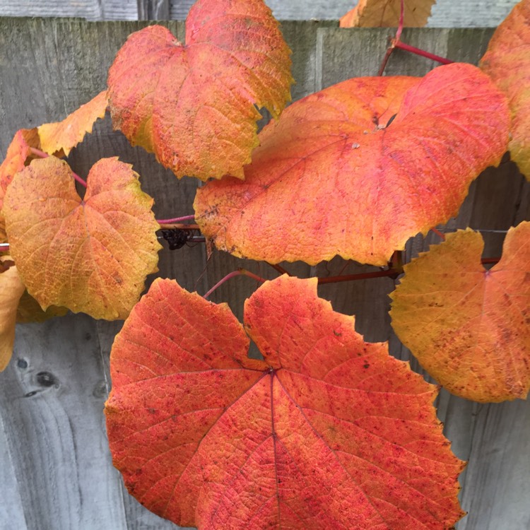 Plant image Vitis coignetiae