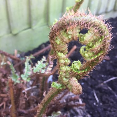 Golden Scaled Male Fern