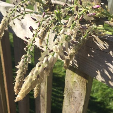 Chinese Wisteria