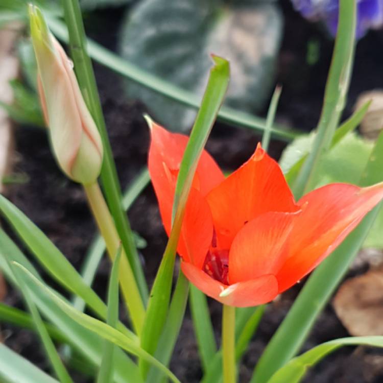 Plant image Tulipa praestans 'Red Sun'