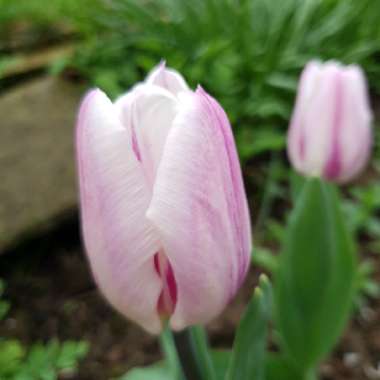 Tulip