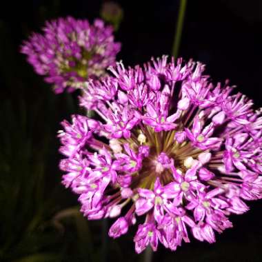 Allium 'Akbulak'