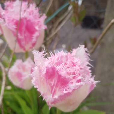 Tulip 'Fancy Frills' (Fringed)