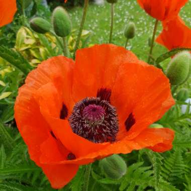 Giant Opium Poppy