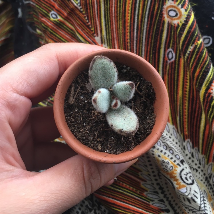 Plant image Kalanchoe tomentosa 'Black Tie'