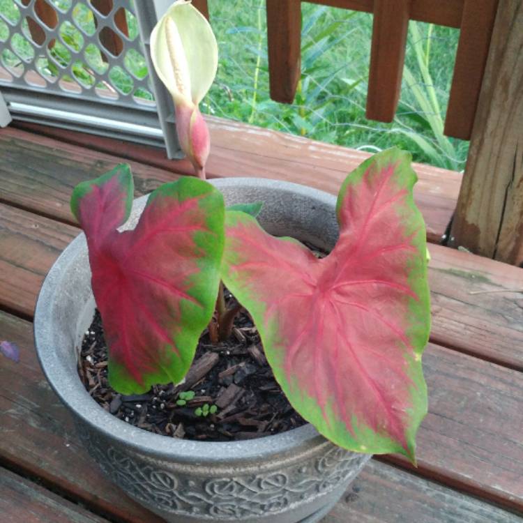 Plant image Caladium 'Buck'