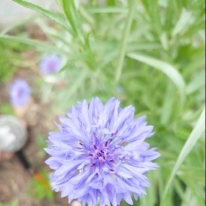 Plant image Centaurea cyanus 'Double Blue'.