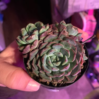 Echeveria 'Minima'