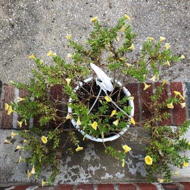 Calibrachoa Superbells® 'Lemon Slice'