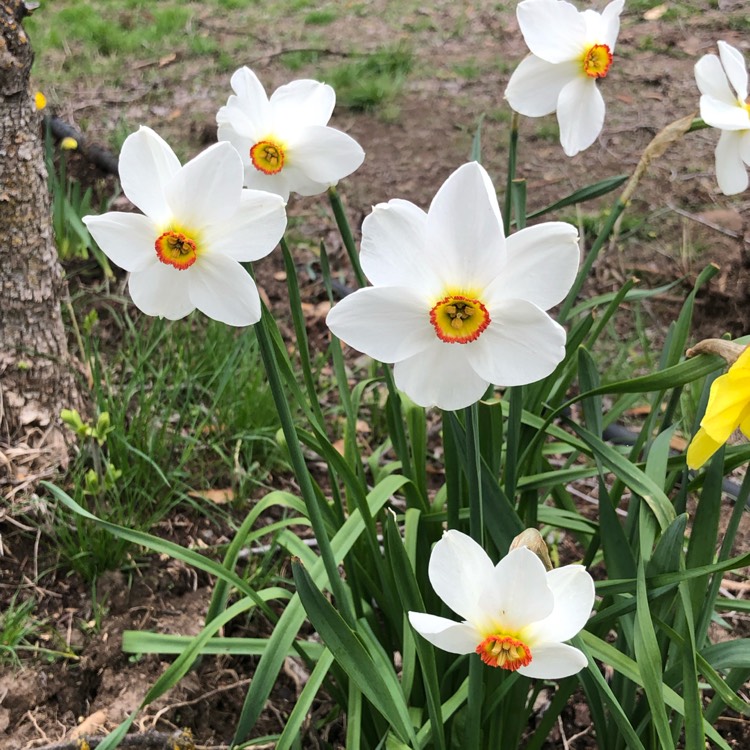 Plant image Narcissus radiiflorus var. stellaris