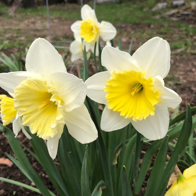 Plant image Narcissus 'Beersheba'