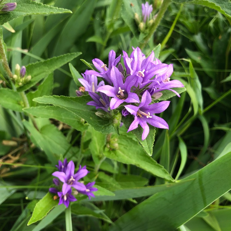 Plant image Campanula glomerata 'Bellefleur Blue'