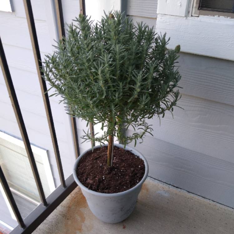 Plant image Lavandula stoechas 'Silver Anouk' (Anouk Series)