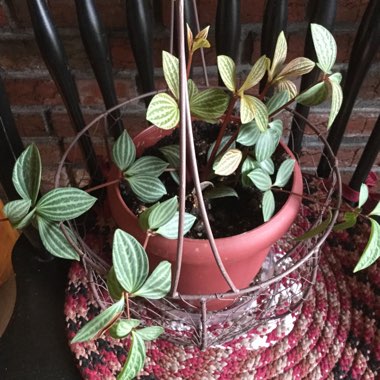 Peperomia puteolata