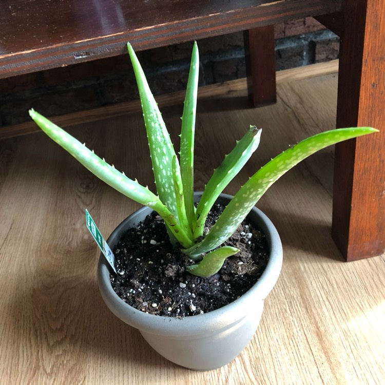 Plant image Aloe Striatula