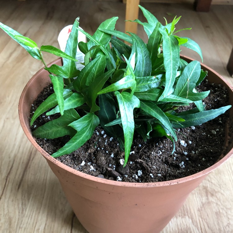 Plant image Hedera helix 'ivalace'