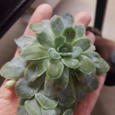 Echeveria