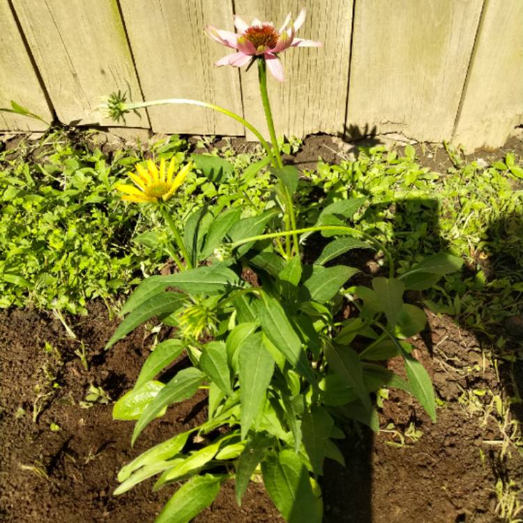 Plant image Echinacea purpurea 'Picadores'