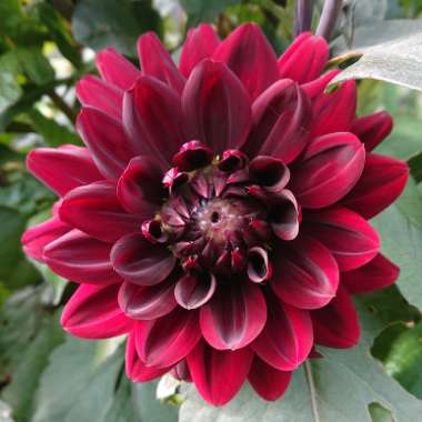 Dahlia 'Arabian Night' (Decorative)