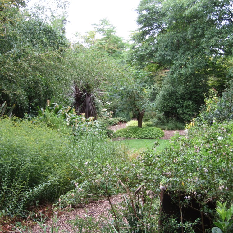 Plant image Stipa Gigantea