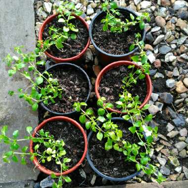 Bacopa Mecardonia Yellow