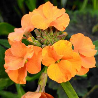 Erysimum 'Apricot Twist' syn. Erysimum 'Apricot Delight'