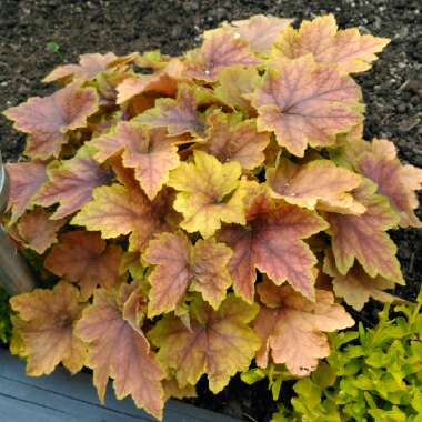 x Heucherella 'Citrus Shock'