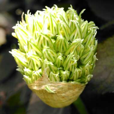 Allium stipitatum 'Mount Everest'