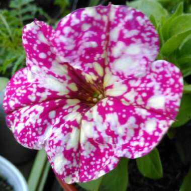 Petunia 'Kleph17342' syn. Petunia 'Pink Sky', Petunia 'BabyDoll', Petunia 'Headliner Pink Sky'