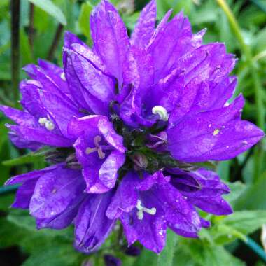 Campanula glomerata