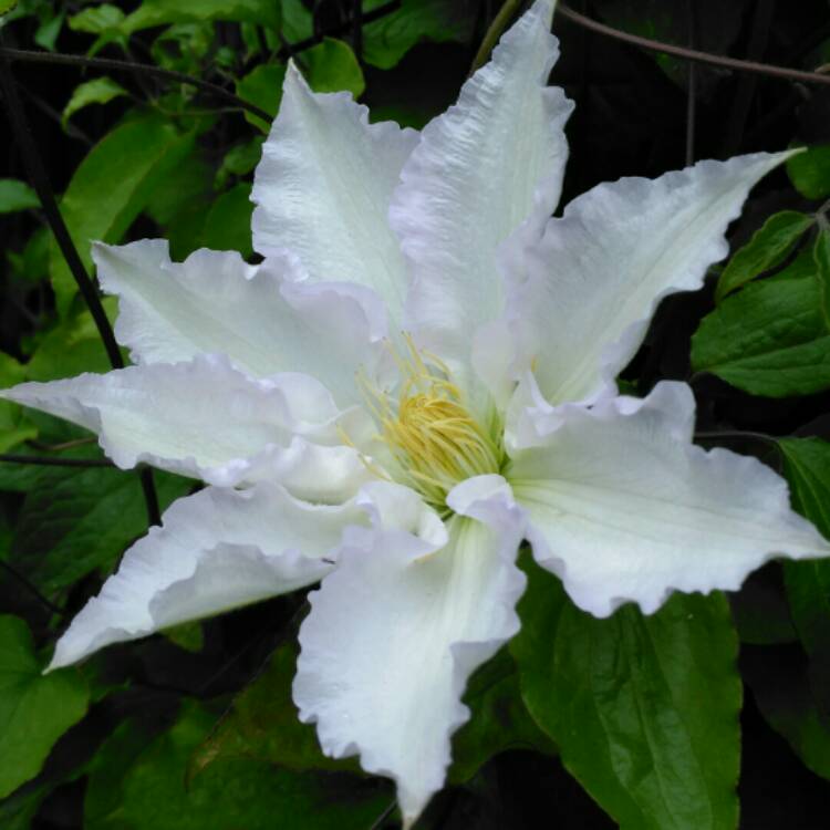 Plant image Clematis 'Gillian Blades'