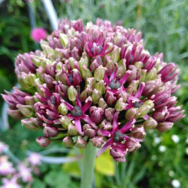 Allium 'Miami'