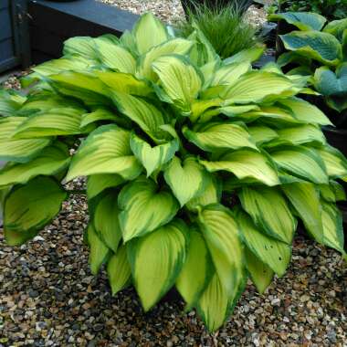 Hosta undulata var. albomarginata syn. Hosta 'Thomas Hogg'