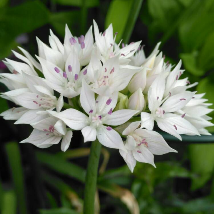 Plant image Allium amplectens 'Graceful Beauty'