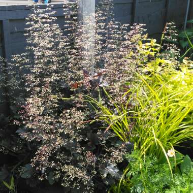 Heuchera 'Metallic Shimmer'